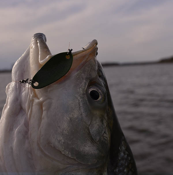 Tavaszi balinok-Horgász magazin