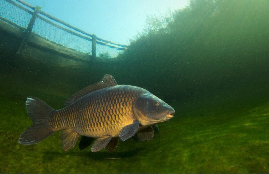 Méretkorlátozások és tilalmi idők a Balatonon