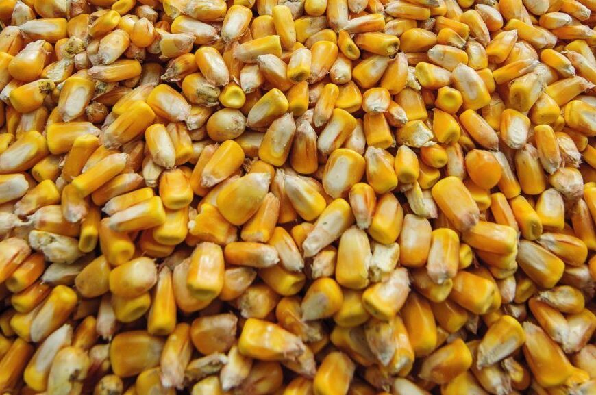 Kukorica előkészítése, főzése horgászathoz