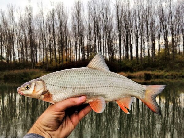 Horgászat paducra-Horgászonline webáruház Horgászat paducra-Horgászonline webáruház